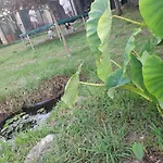 度假居 La Casa De Ranas 博伊奥
